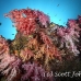 coral_soft_eoe_sim_h_0124_tha0916.jpg